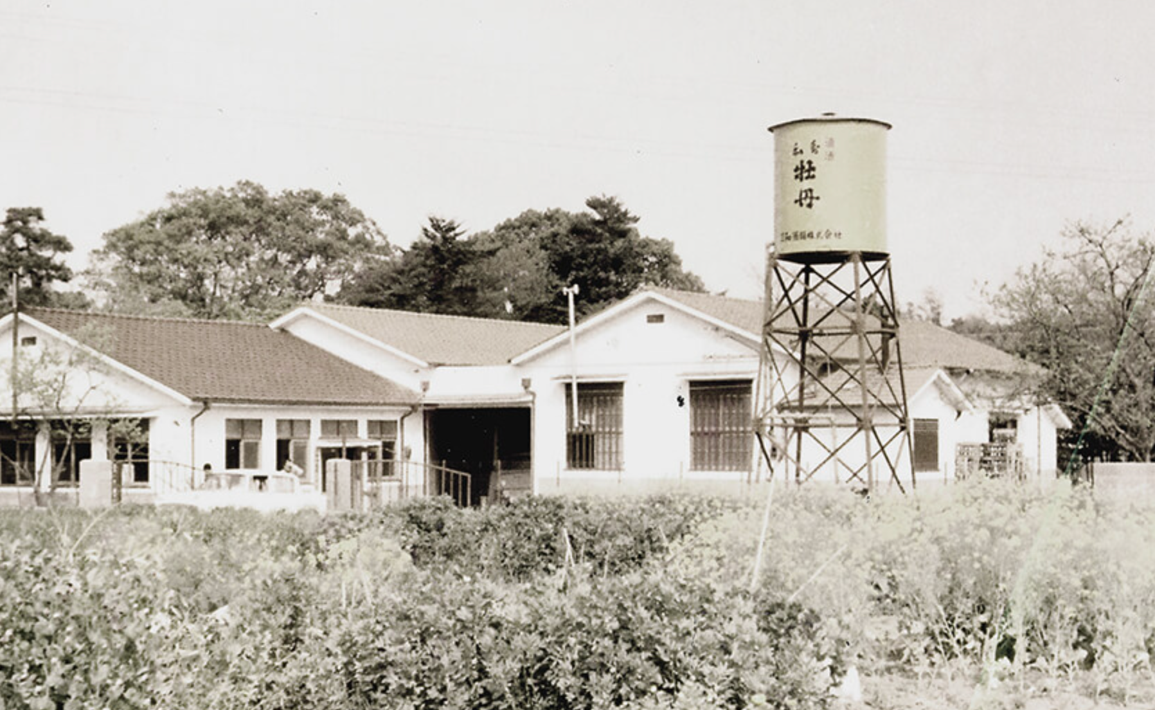 Iichiko Silhouette Shochu