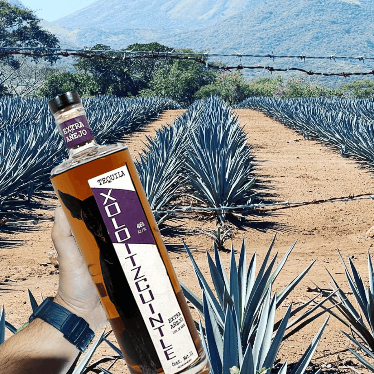 Xoloitzcuintle Extra Añejo Tequila bottle in agave field, showcasing rich flavors and 92 proof strength.