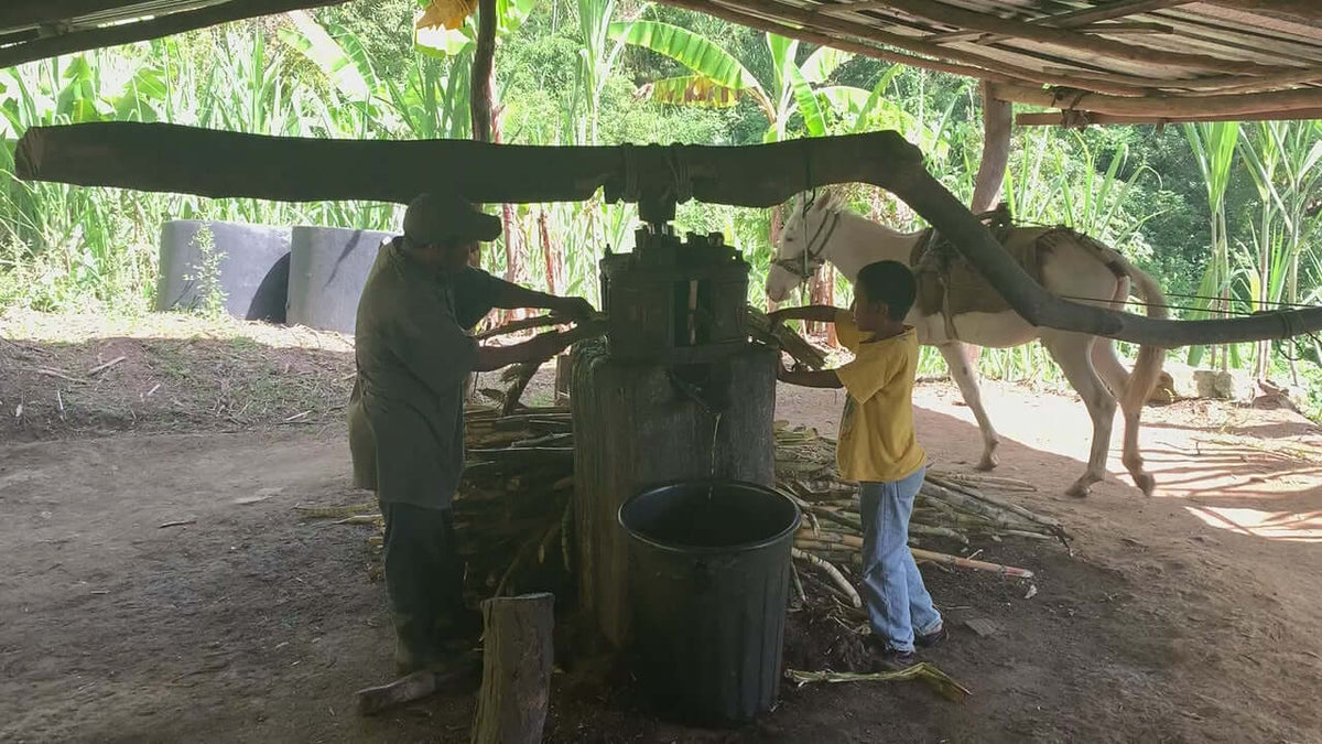 Crafting Camazotz Oaxacan Rum with traditional sugar cane pressing techniques in Oaxaca, Mexico.