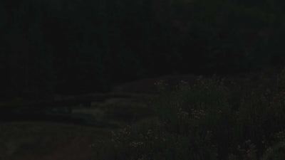 Dark landscape with distant foliage, creating a moody and atmospheric setting.