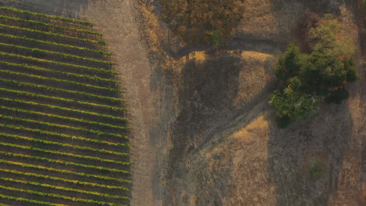 Aerial view of a Napa Valley vineyard showcasing rows of grapevines and surrounding landscape.