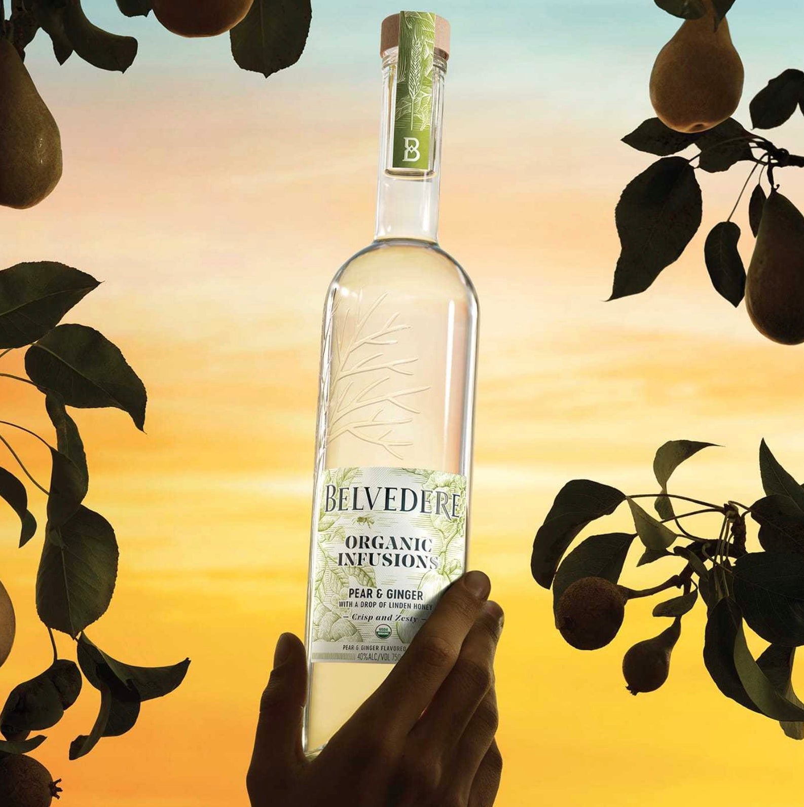 Belvedere Organic Infusions Pear & Ginger Vodka 50ml Sleeve (10 Bottles)